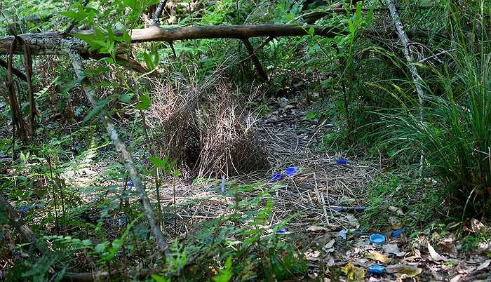 Những chú chim trống chẳng khác gì những nghệ nhân thực thụ trong việc trang hoàng cho ngôi nhà của mình.