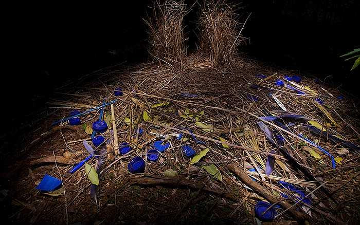 Những chú chim Bowerbird thu hút, quyến rũ bạn tình bằng cách khoe tài nghệ xây dựng, và khiếu thẩm mĩ của mình.