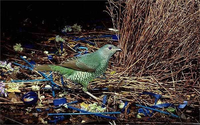 Những chú chim trống phải bỏ ra thời gian khá dài, từ 9 – 10 tháng để xây dựng nhà mới chào đón bạn tình. 