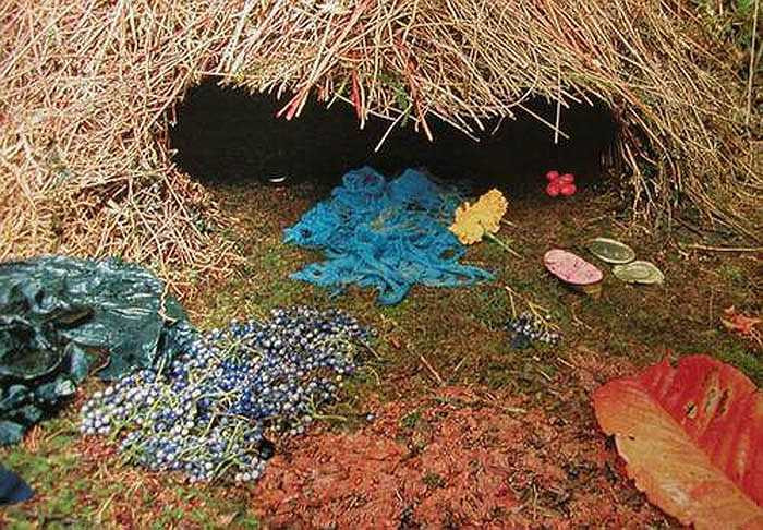 Chim Bowerbird quả xứng đáng là những anh chàng ga lăng, chăm chỉ nhất trong họ hàng nhà chim.