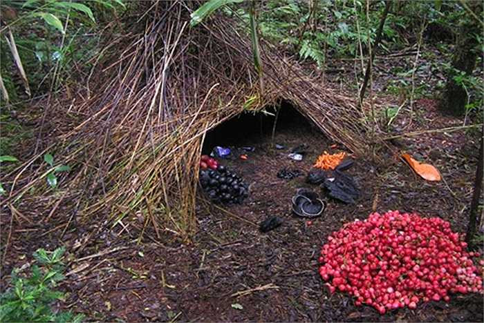 Không chỉ vậy, chim trống Bowerbird còn trang trí cho ‘ngôi nhà’ của mình bằng rất nhiều hoa, quả đủ màu sắc như xanh, đỏ, vàng, cam.