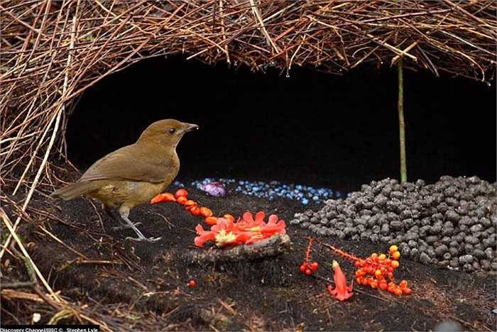 Mỗi khi những bông hoa héo, chim Bowerbird trống lại tìm kiếm những bông hoa tươi để thay thế.