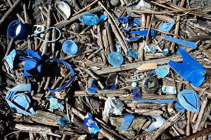 Đôi khi chúng còn tranh cướp, đánh cắp những ‘nguyên liệu’ của những chú chim khác để làm đẹp cho ngôi nhà của mình. 