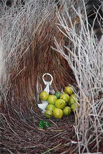 Theo các nhà nghiên cứu, các vật dụng có màu sắc sặc sỡ mà chúng tha về để đáp ứng sở thích của những nàng chim mái.