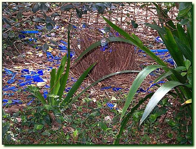 Chúng khệnh khạng và cúi chào, đôi cánh trải rộng và một loạt âm thanh mời gọi được phát ra từ họng như tiếng còi.