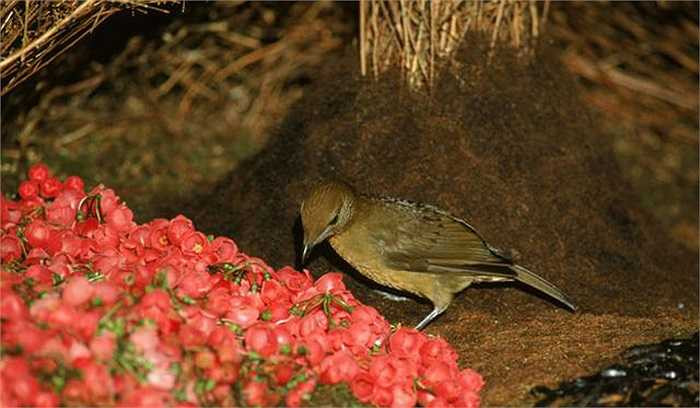 Sau nghi thức chào hỏi vui nhộn, nếu thấy chàng chim cuốn hút, các nàng chim sẽ xiêu lòng, tiến vào phía trong tổ và thực hiện giao phối.