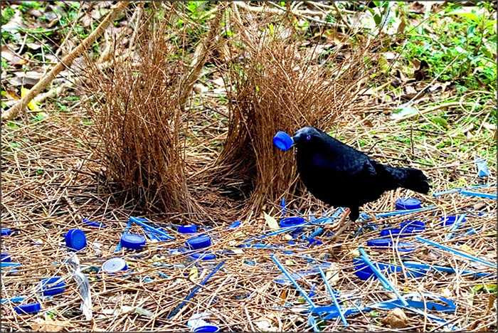 Lông chim Bowerbird có màu xanh – đen, ánh kim. Chúng càng trở nên rực rỡ, long lanh khi có sự phản chiếu của ánh nắng.