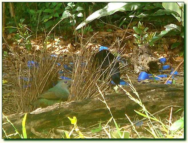 Chúng có trọng lượng khoảng 250 – 300g và có chiều dài thân từ đầu đến hết đuôi khoảng 30cm.