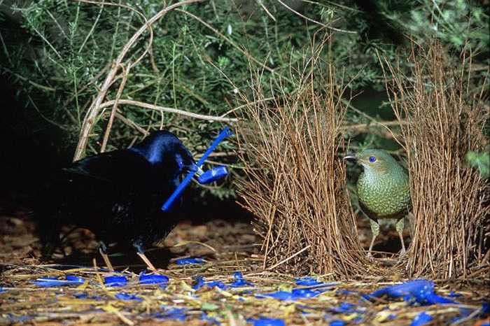Món ăn yêu thích của chim Bowerbird là trái cây. Tuy nhiên, chúng cũng ăn côn trùng.