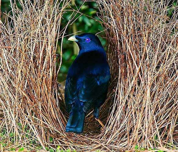 Vào mùa hè, khi cây lá phát triển cũng là lúc các loài côn trùng sinh sôi, phát triển.
