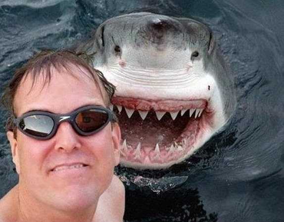 Mức độ nguy hiểm được tăng tiến hơn khi bức ảnh chụp bên cá mập này xuất hiện.