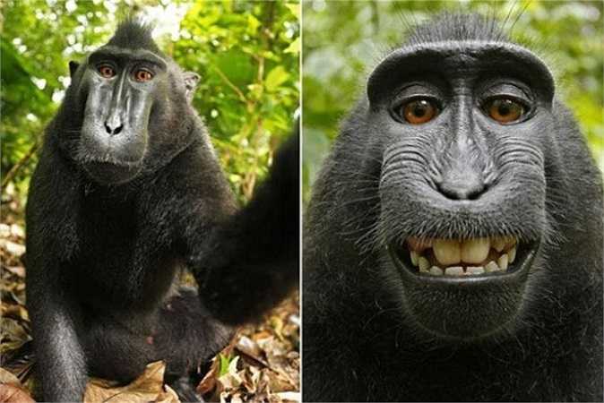 Tuy nhiên, tấm ảnh được đánh giá cao nhất phải kể đến tác phẩm của nhiếp ảnh gia David Slater. Không giống như những bức hình khác, đây là ảnh tự sướng do chính chú khỉ thực hiện. Vào năm 2011, khi đến thăm quan tại một công viên hoang dã ở Indonesia, David đột nhiên bị một con khỉ đen giữ máy ảnh và tự nhấn nút tạo nên bức ảnh có một không hai này.