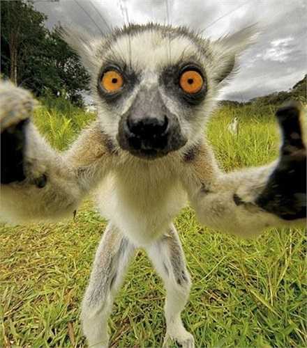 Khoảnh khắc nghịch ngợm, đáng yêu khác mà không phải do con người thực hiện. Tấm ảnh này từng gây sốt cộng đồng mạng sau khi được trang Daily Mail chia sẻ.