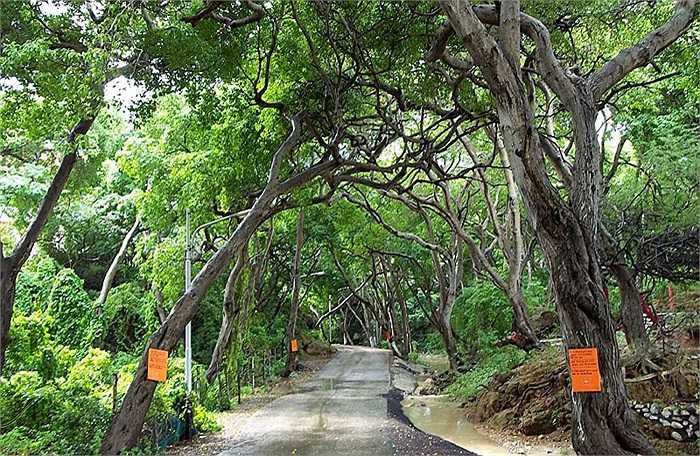 Có mặt ở vùng biển Caribe và Bahamas nước Mỹ, cây Manchineel được mệnh danh là 'loài cây chết chóc' bởi độc tố khủng khiếp mà loài cây này mang trong mình.