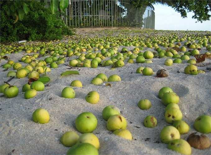 Chúng được xem là vũ khí chắn sóng hữu hiệu cho vùng biển này. Manchineel là cây có tán lớn, đạt chiều cao 25 m. Quả tròn, giống trái táo, màu xanh và màu vàng đỏ khi chín.