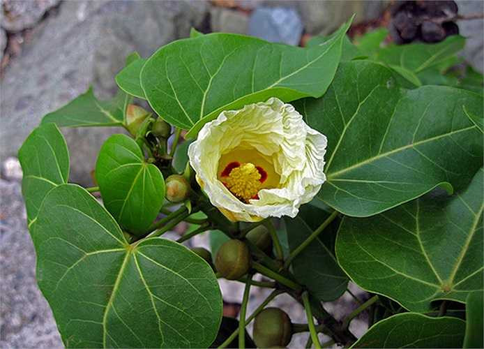 Tất cả các bộ phân của cây như vỏ, lá, nhựa và quả đều chứa độc tố. Nếu chất độc từ nhựa loài cây này ngấm vào cơ thể, dù qua da thì cái chết đến với nạn nhân đó là khó tránh khỏi.