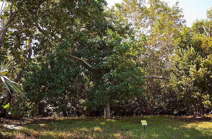 Không chỉ có con người mà ngay cả các sinh vật khác như chim, sóc và thú ăn quả cũng phải tránh xa loài này.