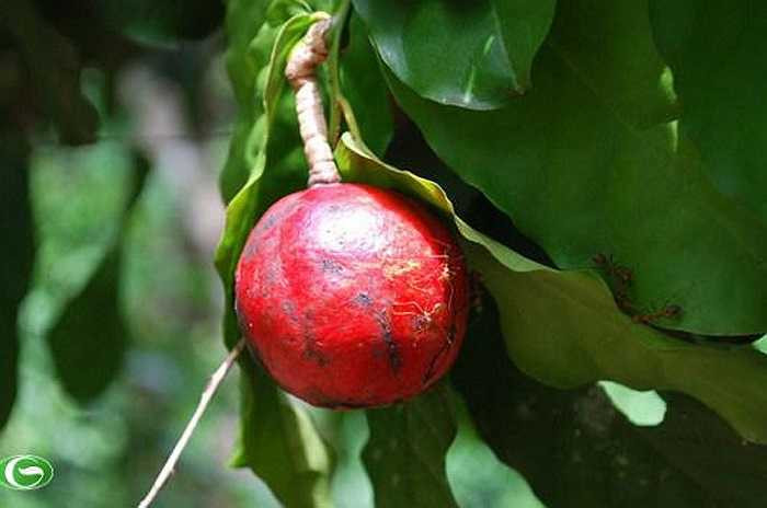 Nhà thám hiểm người Anh tên Jonk đã cố tình ăn một quả Manchineel chín. Ngay lập tức Jonk có cảm giác miệng bỏng rát như muốn bốc cháy, chân tay rụng rời... và ngay lập tức nhà thám hiểm này đã được đưa đi cấp cứu.