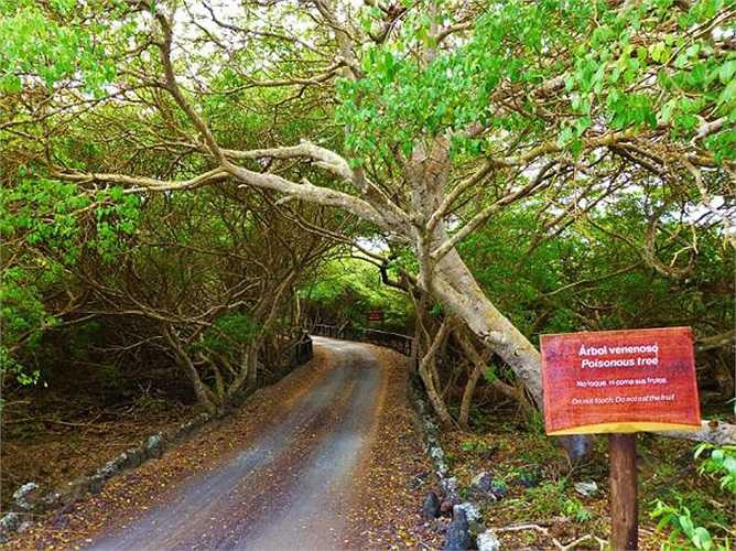 Chưa có loài cây nào thay thế được vị trí đứng đầu về khả năng 'hủy diệt' của cây Manchineel . Chúng được sếp đầu tiên về lượng độc tố trong sách kỷ lục.