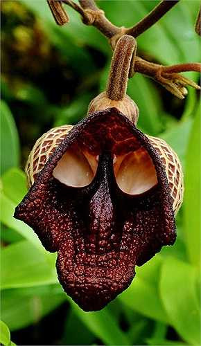 2. Hoa Darth Vader (Aristolochia Salvadorensis): Bạn chắc hẳn sẽ vô cùng bất ngờ khi được chiêm ngưỡng loài hoa có hình dáng như chiếc mặt nạ mà nhân vật phản diện nổi tiếng Darth Vader đeo trong seri phim kinh điển Star Wars. 