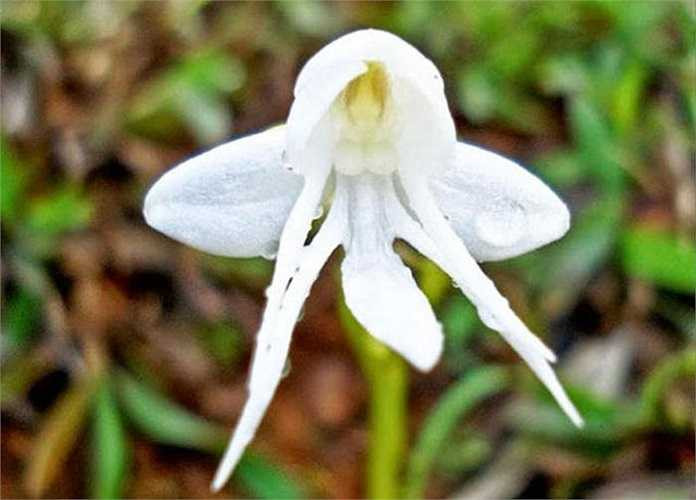 13. Hoa phong lan thiên thần (Habenaria Grandifloriformis): Ngoài hình dáng, bông hoa phong lan này còn có những cánh trắng tinh khiết, rất thích hợp với hình tượng thiên thần. 