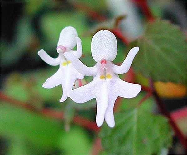 5. Hoa bóng nước hình vũ công (Impatiens Bequaertii): Đây là những cây hoa bóng nước cực hiếm của rừng nhiệt đới Đông Phi. Chúng tương đối nhỏ, chỉ cao khoảng 30cm và hoa chỉ dài khoảng 2,5cm. 