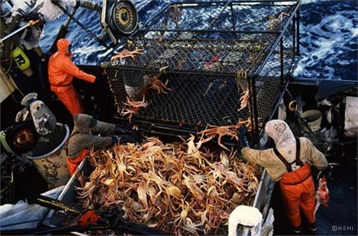 King crab đã trở thành một đối tượng thủy sản có giá trị xuất khẩu, mang lại giá trị kinh tế cao ở nhiều nước trên thế giới như Úc, Mỹ, Philippines. Dù loài cua này có giá trị kinh tế cao nhưng việc săn bắt chúng lại vô cùng khó khăn và nguy hiểm. 