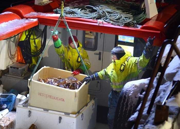 Săn cua hoàng đế Alaska là một công việc rất nguy hiểm. Hàng năm, các ngư dân ở Bắc Mỹ vẫn phải nỗ lực chiến đấu chống lại điều kiện thời tiết và môi trường làm việc xấu nhất để 'săn' được càng nhiều cua hoàng đế càng tốt. 