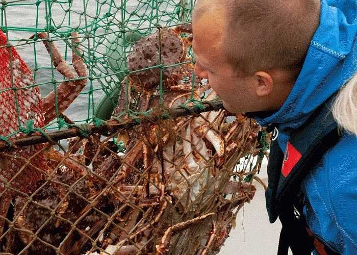 Trước khi được nhận lên tàu đi đánh bắt cua hoàng đế, người này phải có kinh nghiệm làm việc như một người trợ lý trên tàu đánh cá hoặc từng là ngư dân đánh bắt cá hồi. 
