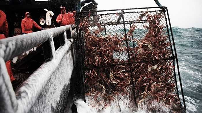 Việc khai thác cua hoàng đế Alaska cũng phải trả lệ phí. Nó dựa trên một phần hoặc tỷ lệ phần trăm của lợi nhuận sau thu hoạch. Thông thường, các khoản thu từ việc săn bắt sẽ chia theo số phần trăm cho các thành viên trên thuyền đánh bắt. 