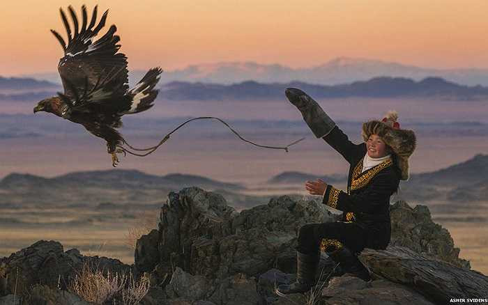 Đại bàng vàng là loài chim dũng mãnh, được coi là chúa tể bầu trời với sải cánh lên tới hơn 2m và trọng lượng khi trưởng thành khoảng 6 - 7kg.