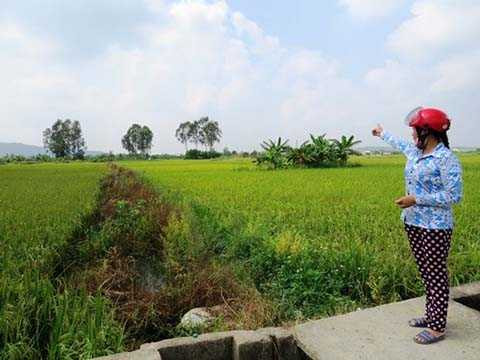 trộm trâu, An Dương, Hải Phòng, 5 con trâu