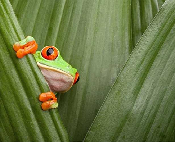 Trước khi một trận động đất xảy ra, áp lực bên dưới bề mặt trái đất tạo ra sự thay đổi hóa học giải phóng các ion mang điện tích dương. Điều này có thể gây đau đầu và buồn nôn ở người và động vật. Những con ếch có thể cảm nhận được các thay đổi đó và chạy ra khỏi vùng nguy hiểm.