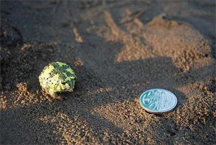 Loài ếch nước Úc có tên Holy Cross mang lại niềm hy vọng cho những ca chấn thương rách dây chằng ở con người. Chất nhầy trên da chúng là loại keo tự nhiên không độc và siêu dính kể cả trong nước, hay không khí chỉ sau 30 giây.