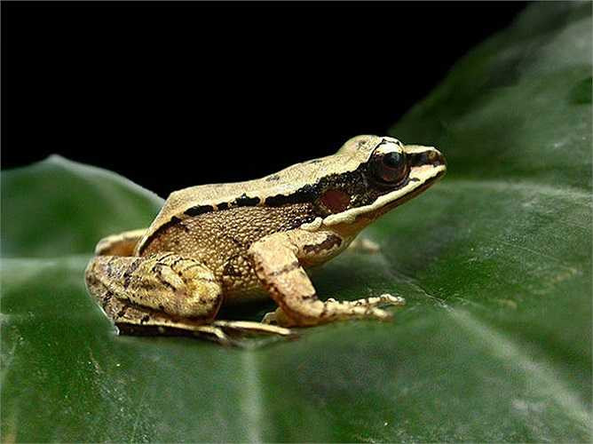 Ếch tai lõm (Odorrana tormota) là loài vật duy nhất trên hành tinh có thể điều chỉnh tai với tần số như khi bạn điều chỉnh một chiếc radio để thực hiện giao tiếp với các cá thể khác. Nếu có khả năng này, bạn sẽ nghe rõ đối phương giữa nơi ồn ào nhất ngay ở khoảng cách xa