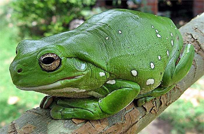 Trái với anh em đồng loại, loài ếch cây bụng trắng Úc (Litoria Caerulea) có thể sống hàng tháng trên sa mạc không có mưa. Chúng nhảy ra ngoài vào ban đêm lạnh và trở lại hang để ngưng tụ sương giá và thẩm thấu qua da