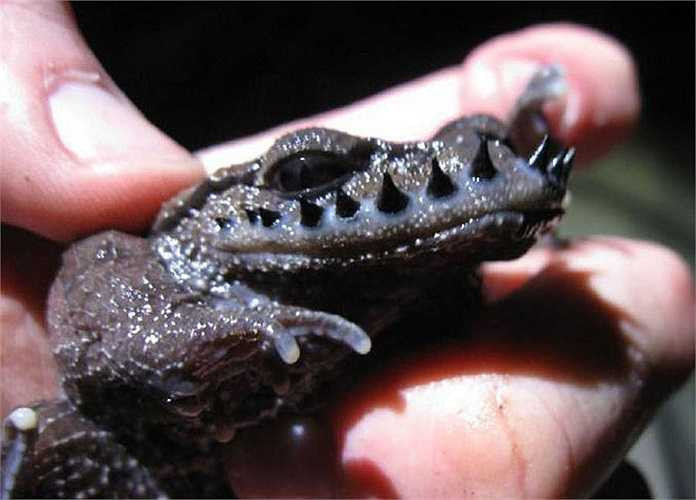 Loài ếch Leptobrachium Boringi có một đặc điểm rất kỳ lạ, đó là phát triển những “bộ râu” sắc nhọn như kiếm ở phần môi trên. Cứ đến mùa sinh sản. những con đực lại mọc thêm từ 10 – 16 gai để chiến đấu lại con đực khác và chiếm được cảm tình của ếch cái