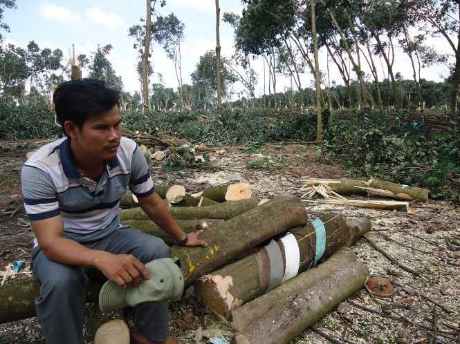 Lốc xoáy quật đổ gần 100 ha cao su, người dân ngất xỉu