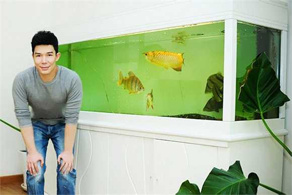 Cá rồng trị giá khoảng 100.000 đô của Nathan Lee