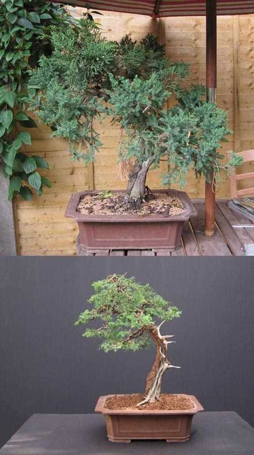 Những cây bonsai đẹp được Bằng Kiều đầu tư lớn.