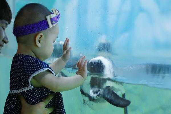 VINPEARL LAND LẬP KỶ LỤC BỨC TRANH GHÉP HÌNH BẢO VỆ ĐỘNG VẬT LỚN NHẤT VIỆT NAM