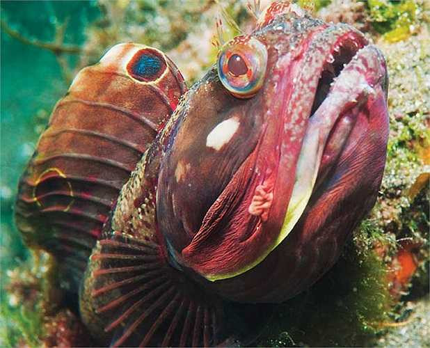 Cá ‘ngoài hành tinh’ sống ở độ sâu 5 - 70m, vùng ven biển. Chúng thích môi trường có nhiều cát và đáy biển cứng.