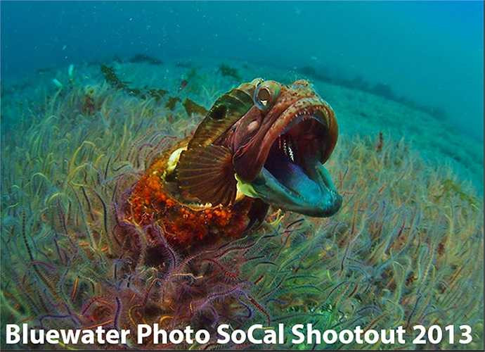 Vì vậy, ít có kẻ nào dám bén bảng tới 'căn nhà' loài cá này chúng ẩn náu.