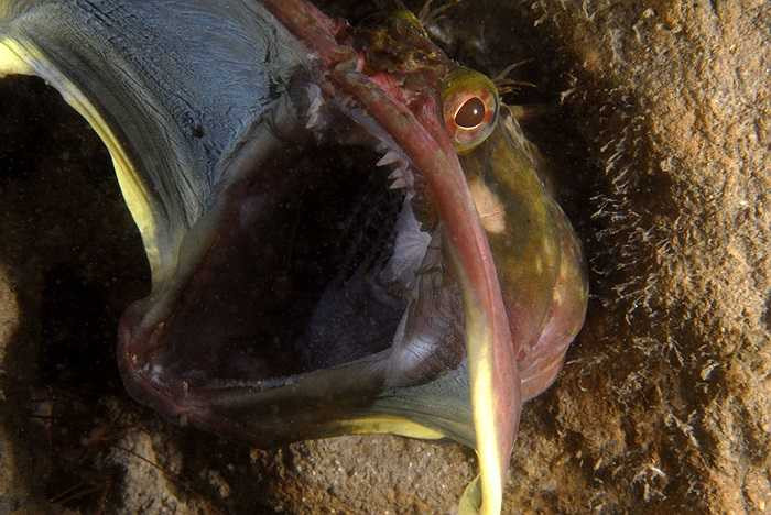 Với chiếc miệng rộng lớn cùng bộ răng tua tủa sắc nhọn, khi chúng đã tấn công thì khó lòng con mồi thoát chết.