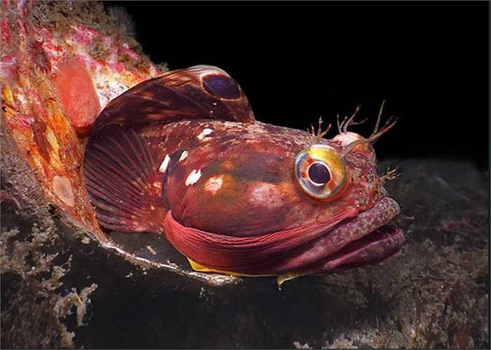 Tuy nhiên, món ăn khoái khẩu của cá Neoclinus blanchardi lại là loài giáp xác như cua, tôm, bề bề...