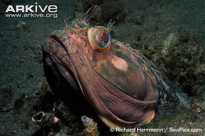 Mùa sinh sản của cá Neoclinus blanchardi thường từ tháng giêng đến hết tháng 8 hàng năm.