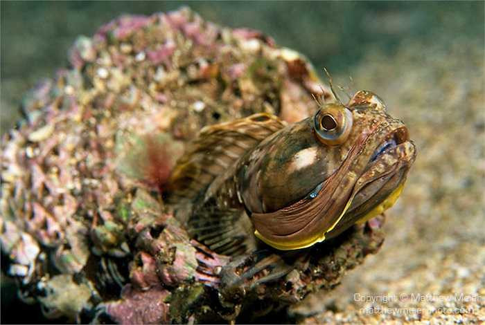 Mỗi lần sinh sản, cá cái Neoclinus blanchardi đẻ khoảng 3.000 trứng. Chúng đẻ trứng trong các hốc đá.