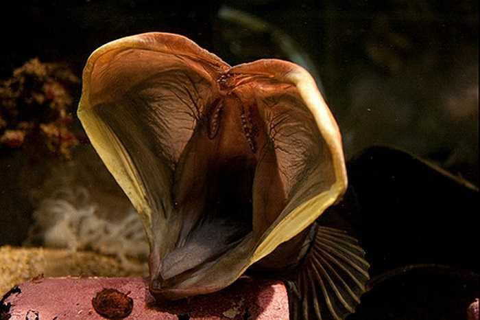 Những quả trứng có hình bầu dục, màu trắng và có sự liên kết với nhau. Các ông bố có trọng trách trông nom, canh giữ các ấu trùng cho tới khi các âu trùng nở thành con non.