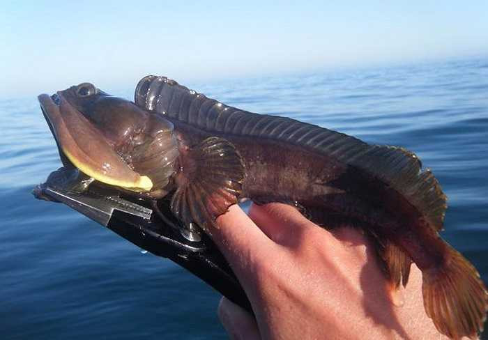 Loài cá Neoclinus blanchardi có tuổi thọ khá ngắn, chỉ sống chừng 5-6 năm.