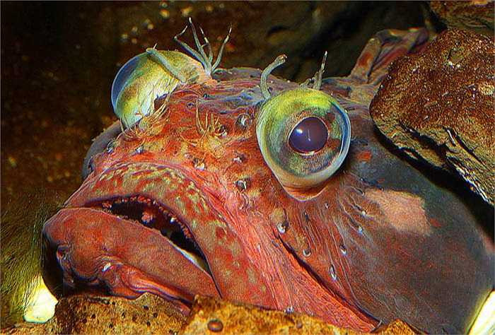 Cá Neoclinus blanchardi là loài da trơn, có vây chạy dọc từ đầu tới hết đuôi. 